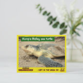 Carte Postale Cette tortue de mer risque de disparaître — postc (Debout devant)