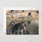 Carte Postale Chacma Baboons (Papio ursinus) à travers (Devant / Derrière)