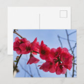 Carte Postale Chaenomeles speciosa (Devant / Derrière)