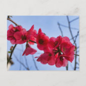 Carte Postale Chaenomeles speciosa (Devant)