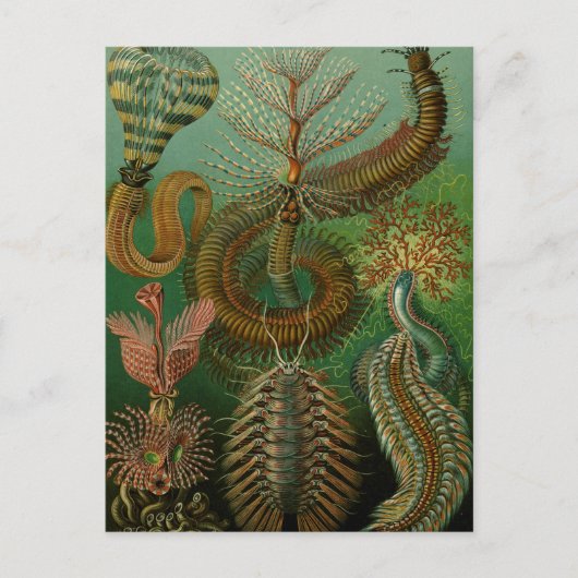 Carte Postale Chaetopoda de Haeckel (Devant)