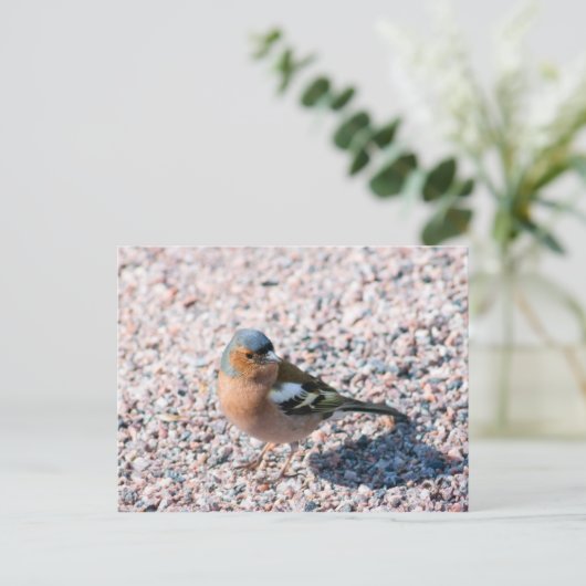 Carte Postale Chaffe (Debout devant)