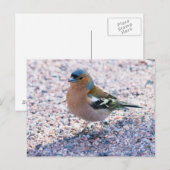 Carte Postale Chaffe (Devant / Derrière)