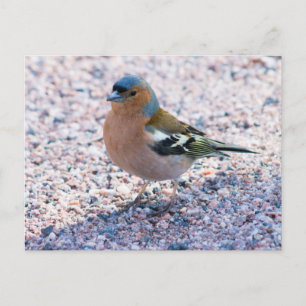 Carte Postale Chaffe