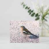 Carte Postale Chaffe (Debout devant)