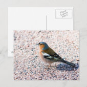Carte Postale Chaffe (Devant / Derrière)