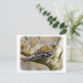 Carte Postale Chaffinch 8R84D-22 (Debout devant)