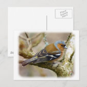 Carte Postale Chaffinch 8R84D-22 (Devant / Derrière)