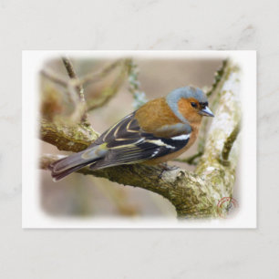 Carte Postale Chaffinch 8R84D-22