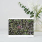 Carte Postale Chaffinch dans l'arbre (Debout devant)