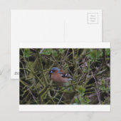 Carte Postale Chaffinch dans l'arbre (Devant / Derrière)