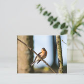 Carte Postale Chaffinch sur branche (Debout devant)