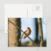 Carte Postale Chaffinch sur branche (Devant / Derrière)