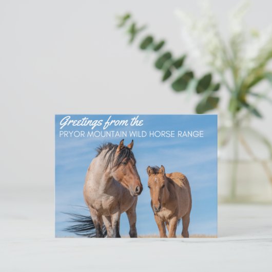 Carte Postale Chaîne hippique sauvage de Pryor Mountain (Debout devant)