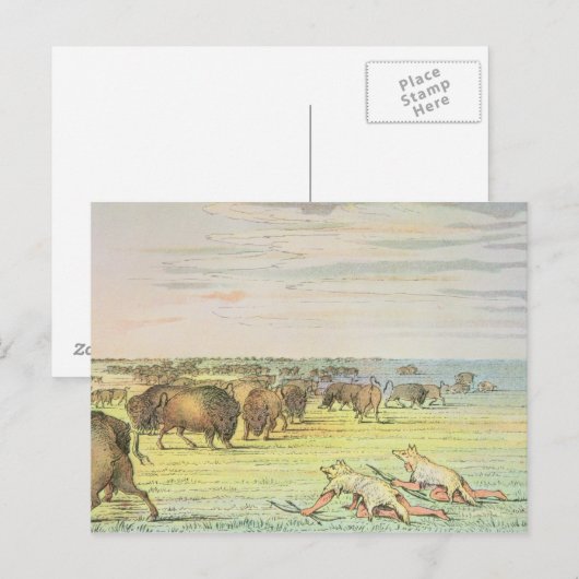 Carte Postale Chaleur de buffle (Devant / Derrière)