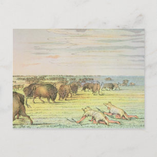 Carte Postale Chaleur de buffle