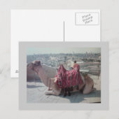 CARTE POSTALE CHAMEAU (Devant / Derrière)