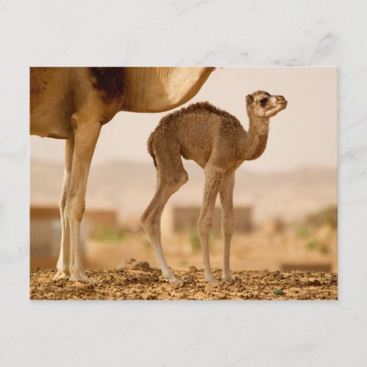 Carte Postale Chameau bébé (Devant)