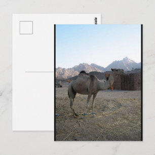 Carte Postale Chameau bébé dans le désert