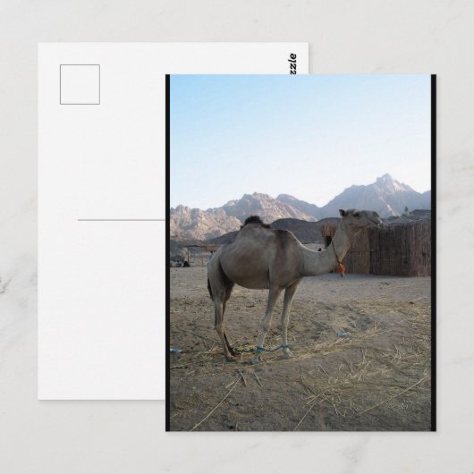 Carte Postale Chameau bébé dans le désert (Devant / Derrière)
