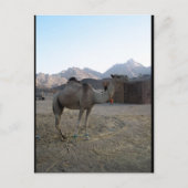 Carte Postale Chameau bébé dans le désert (Devant)