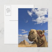 Carte Postale Chameau devant les pyramides de Gizeh, Égypte, (Devant / Derrière)