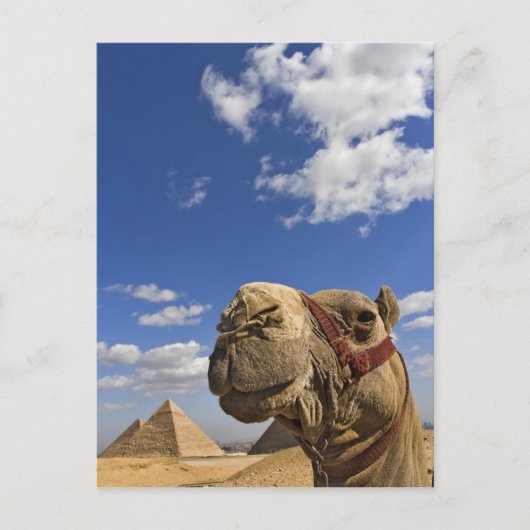 Carte Postale Chameau devant les pyramides de Gizeh, Égypte, (Devant)