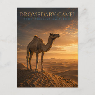 Carte Postale Chameau Dromadaire Dunes Désertiques ANIMAUX