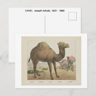Carte Postale CHAMEAU Joseph Scholz, 1829 - 1880