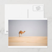 Carte Postale Chameau simple sur les dunes de sable Arabes (Devant / Derrière)