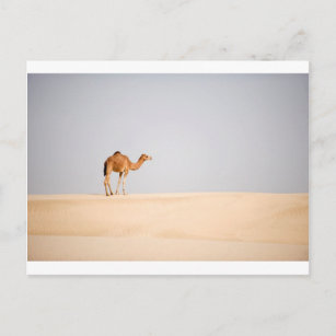 Carte Postale Chameau simple sur les dunes de sable Arabes
