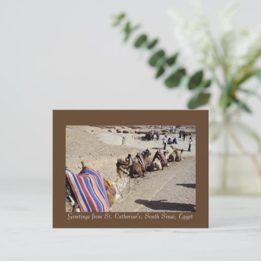 Carte Postale Chameaux à Sainte-Catherine (Debout devant)