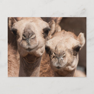 Carte Postale Chameaux au marché aux chameaux à Al Ain près de D