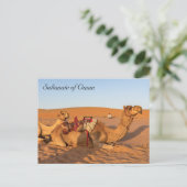 Carte Postale Chameaux dans le désert d'Oman (Debout devant)