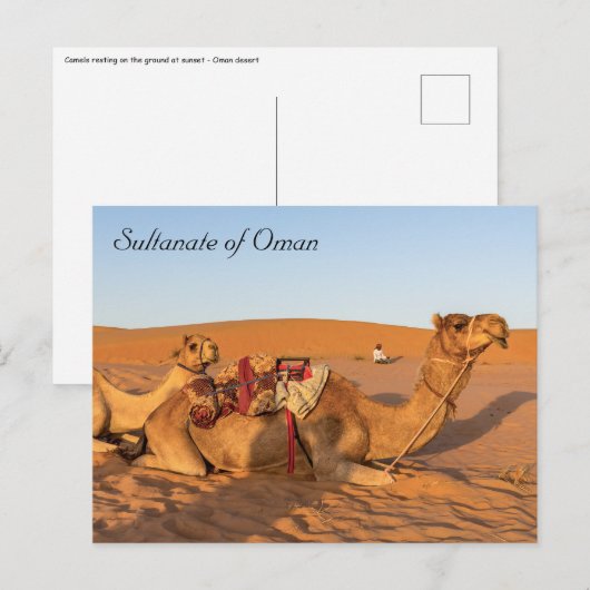 Carte Postale Chameaux dans le désert d'Oman (Devant / Derrière)