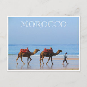 Carte Postale chameaux de plage du maroc