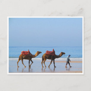 Carte Postale chameaux de taghzout