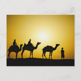 Carte Postale Chameaux et chameau au coucher du soleil,