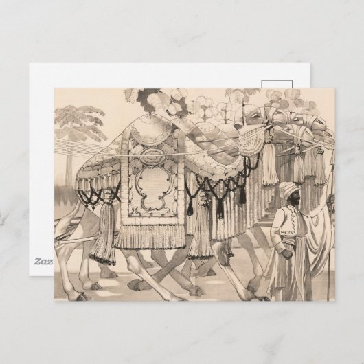 Carte Postale Chameaux marchant habillés en costume (Devant / Derrière)