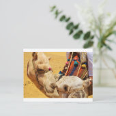 Carte Postale Chameaux mignons (Debout devant)