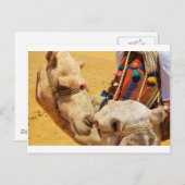 Carte Postale Chameaux mignons (Devant / Derrière)