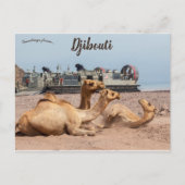 Carte Postale Chameaux reposant au soleil à Djibouti (Devant)