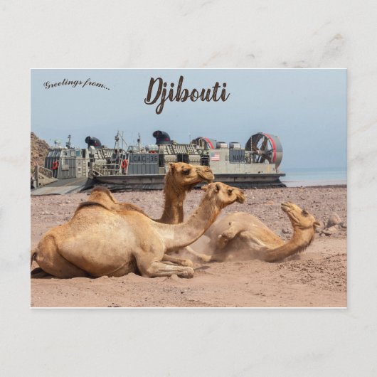 Carte Postale Chameaux reposant au soleil à Djibouti (Devant)