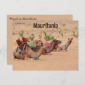 Carte Postale Chameaux reposant en Mauritanie (Devant / Derrière)