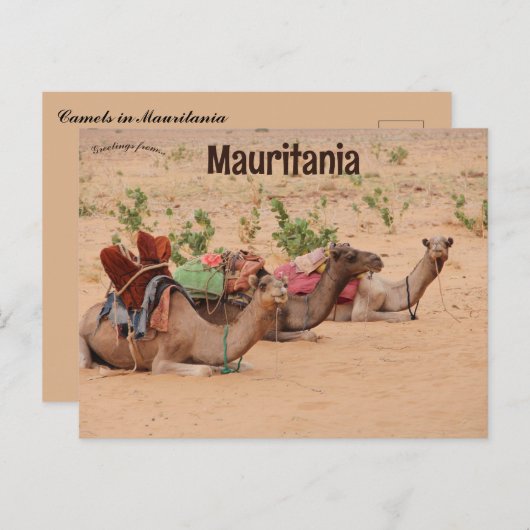 Carte Postale Chameaux reposant en Mauritanie (Devant / Derrière)
