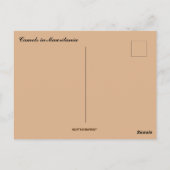 Carte Postale Chameaux reposant en Mauritanie (Dos)