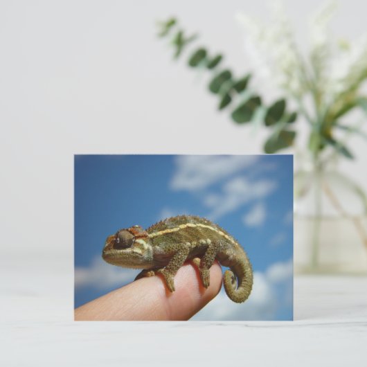 Carte Postale Chameleon (Debout devant)