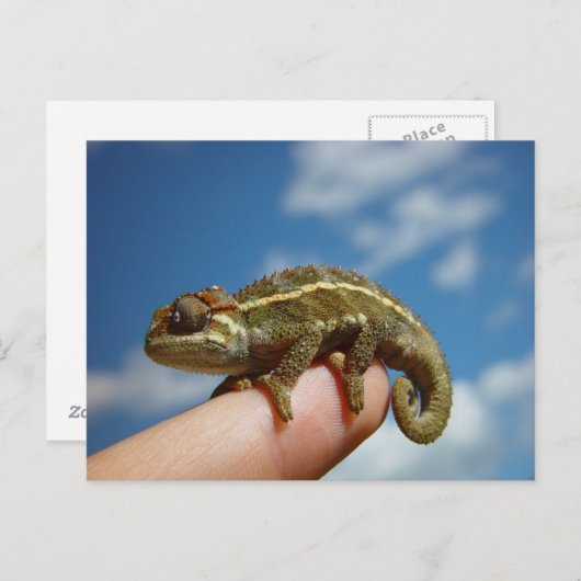 Carte Postale Chameleon (Devant / Derrière)