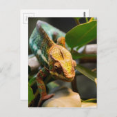 Carte Postale Chameleon (Devant / Derrière)