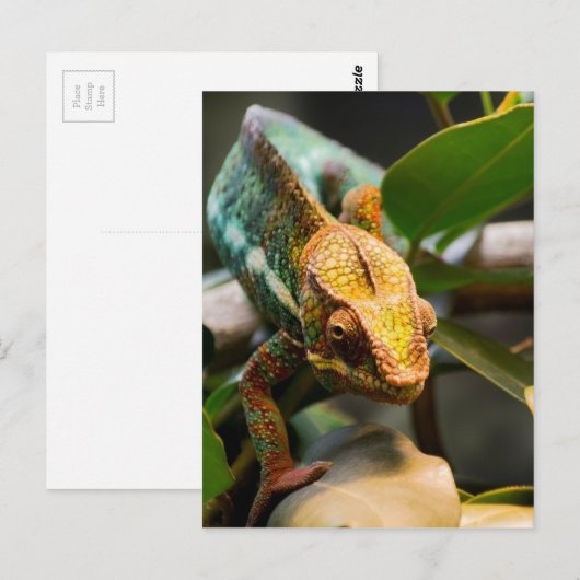 Carte Postale Chameleon (Devant / Derrière)